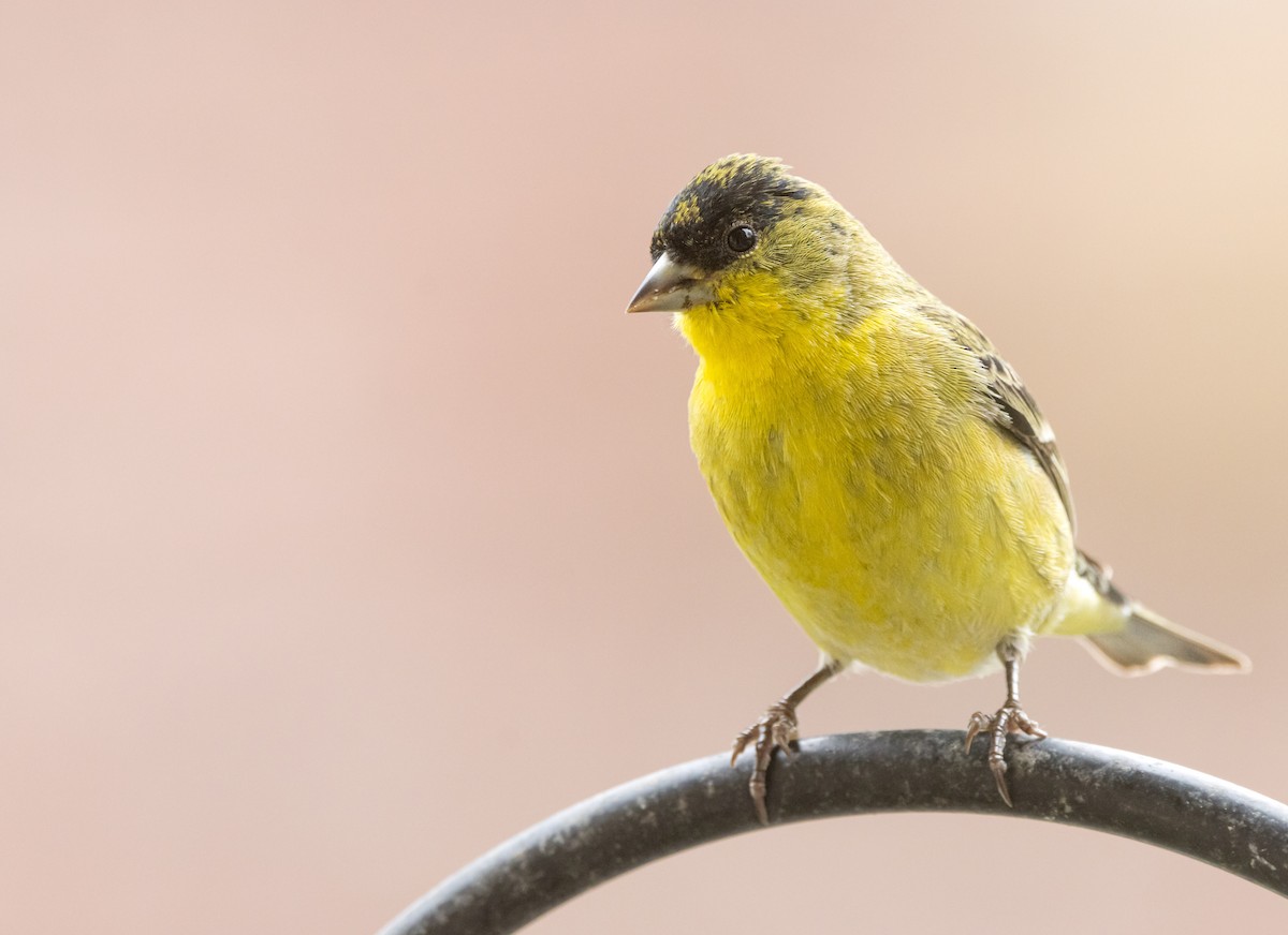 Lesser Goldfinch - ML614016937