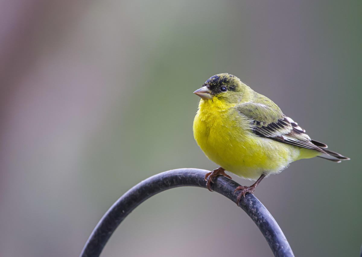 Lesser Goldfinch - ML614016939