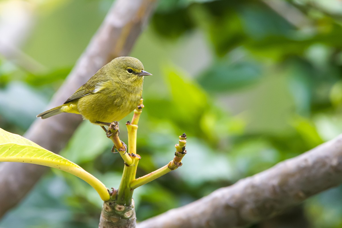 Orange-crowned Warbler - ML614016948