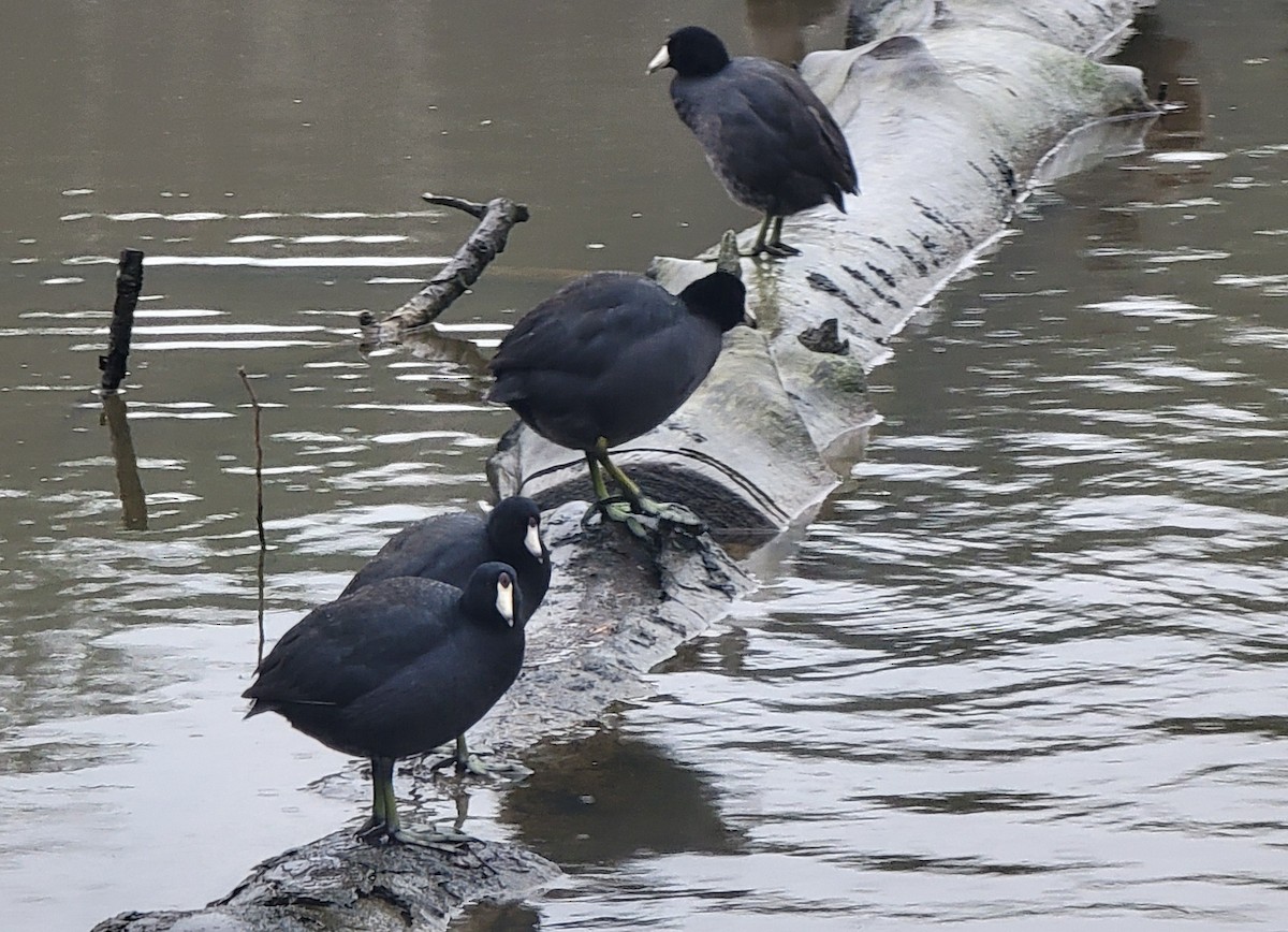 American Coot - ML614016993