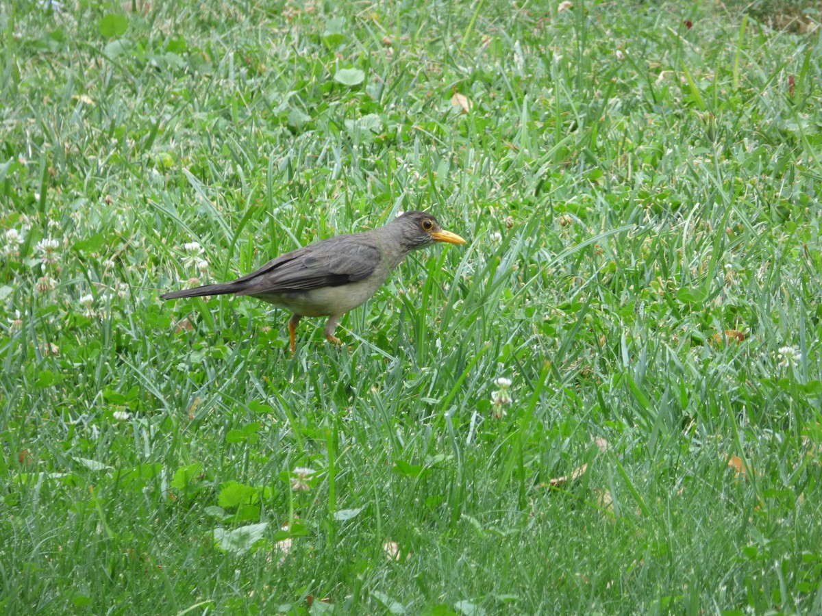 Austral Thrush - ML614017004