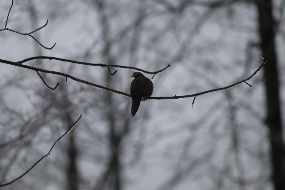 Mourning Dove - ML614017044