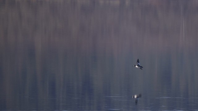 Common Goldeneye - ML614017076