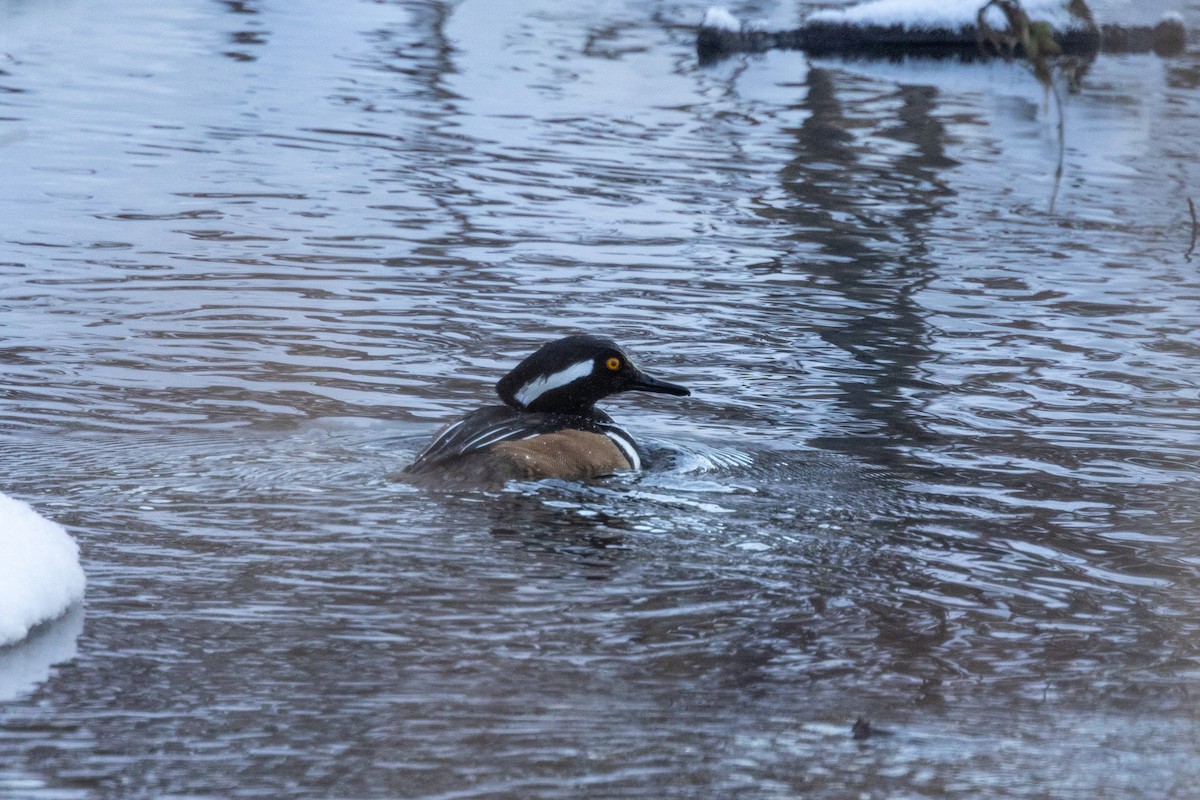 Hooded Merganser - ML614017103