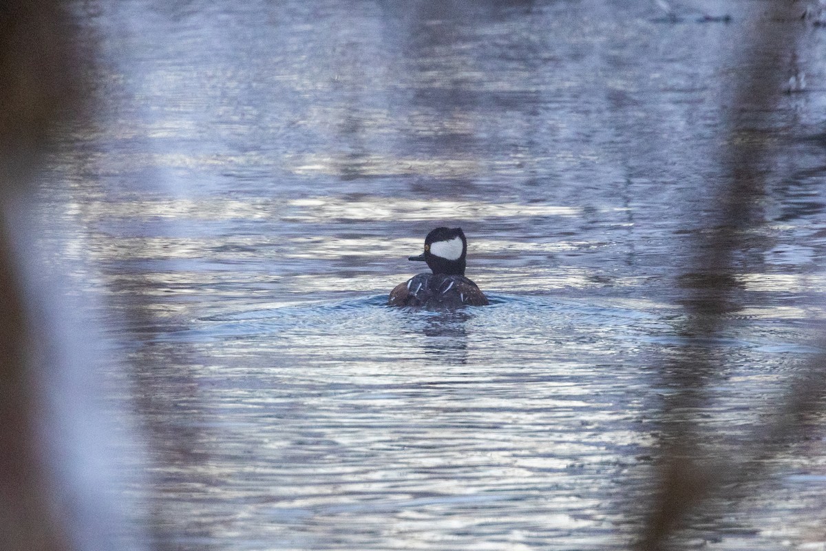 Hooded Merganser - ML614017104
