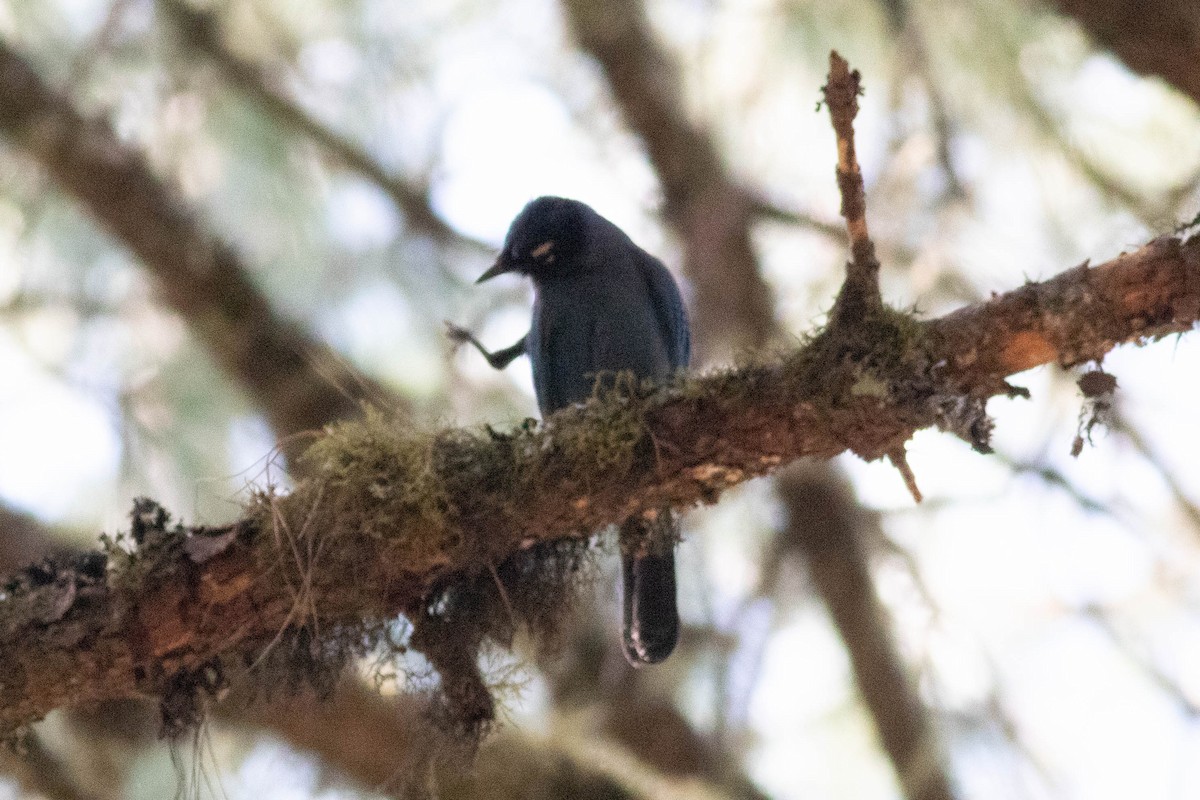 Steller's Jay - ML614017156