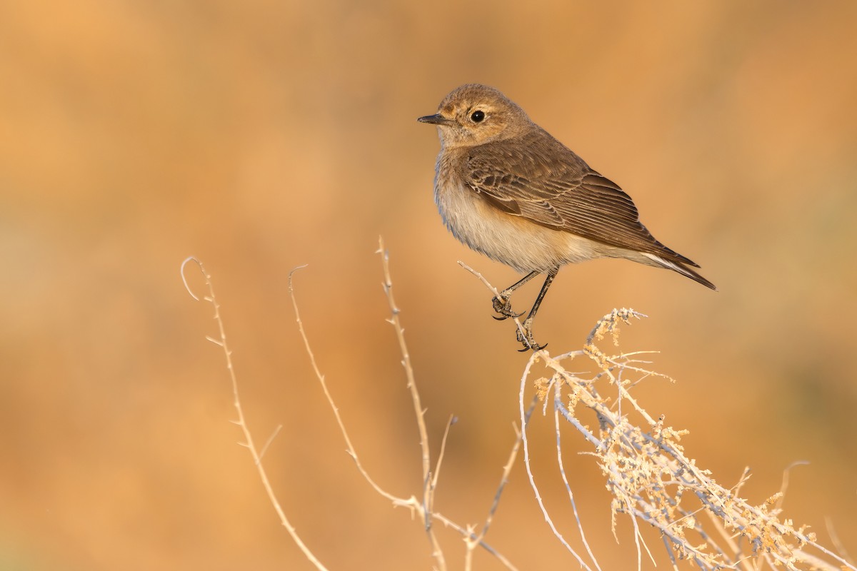 Pied Wheatear - Noah Konopny Cohen