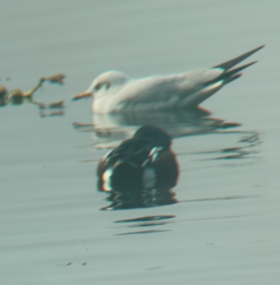 gull sp. - Maxim Rodrigues K