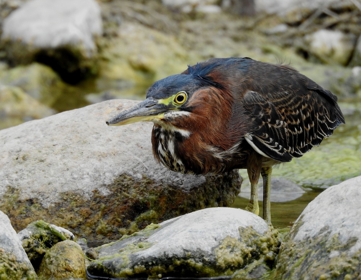 Green Heron - ML614017280