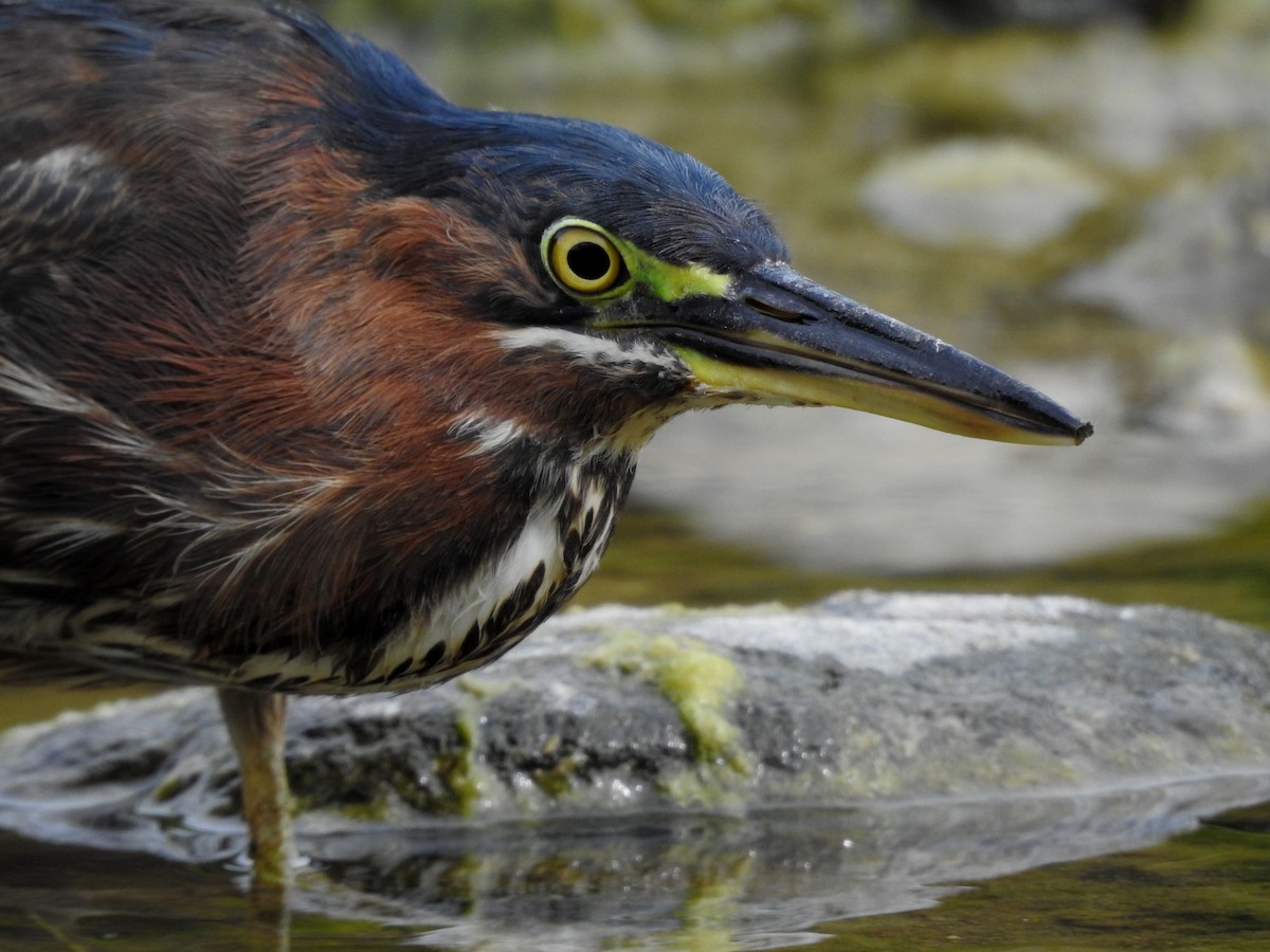 Green Heron - ML614017282