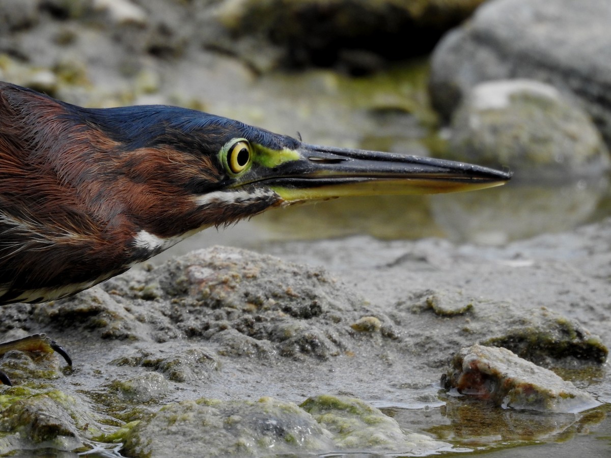 Green Heron - ML614017286