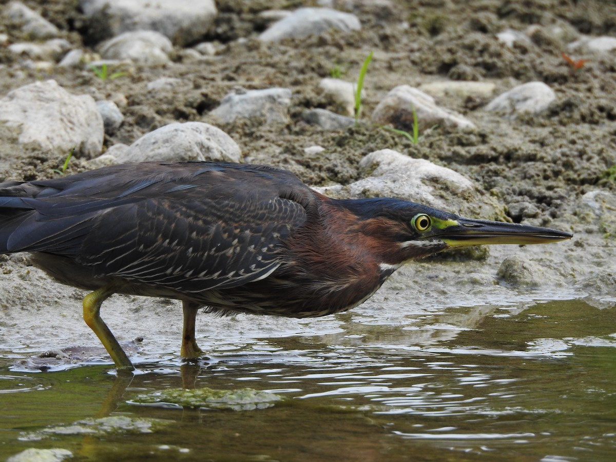 Green Heron - Shane Sater