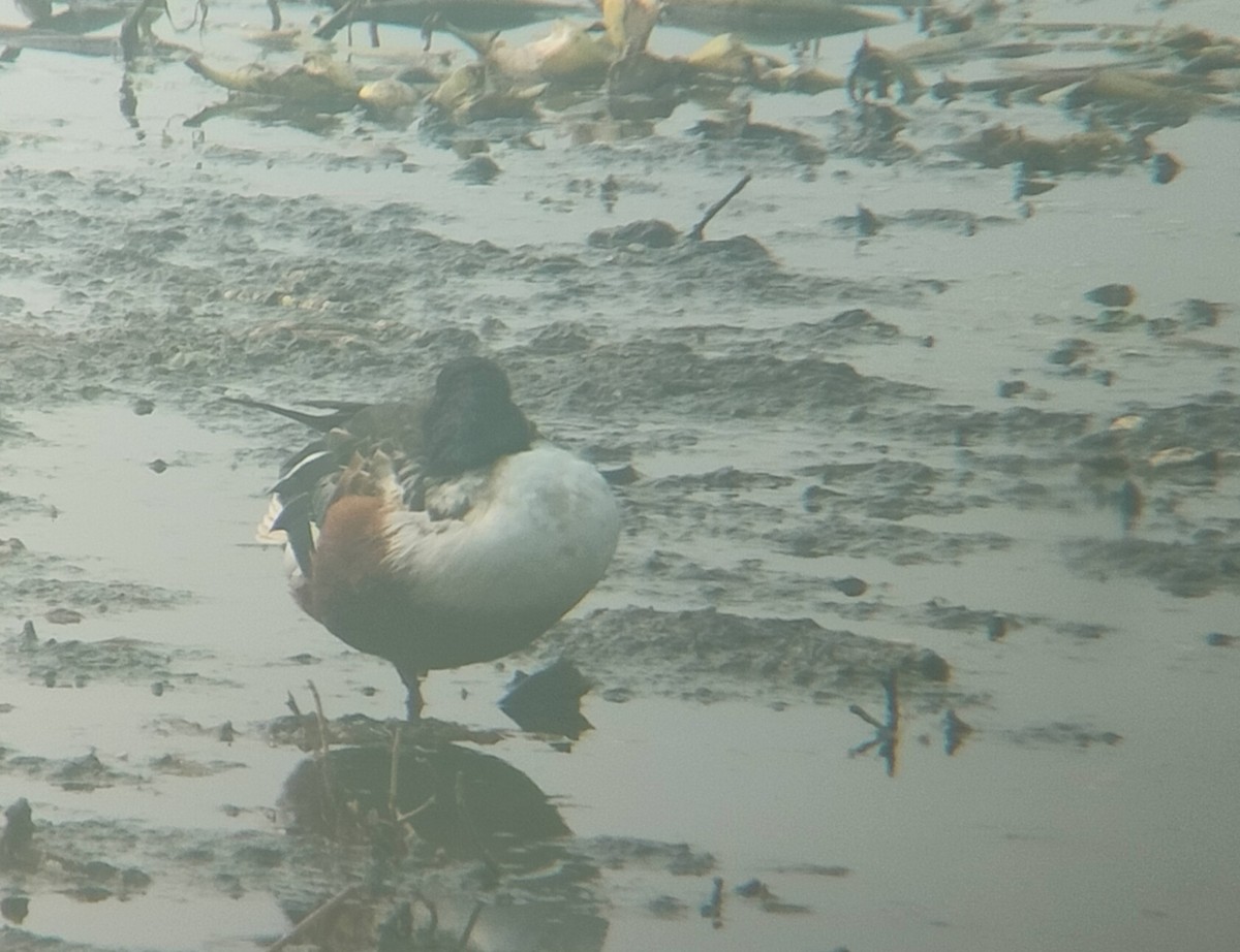 Northern Shoveler - Maxim Rodrigues K