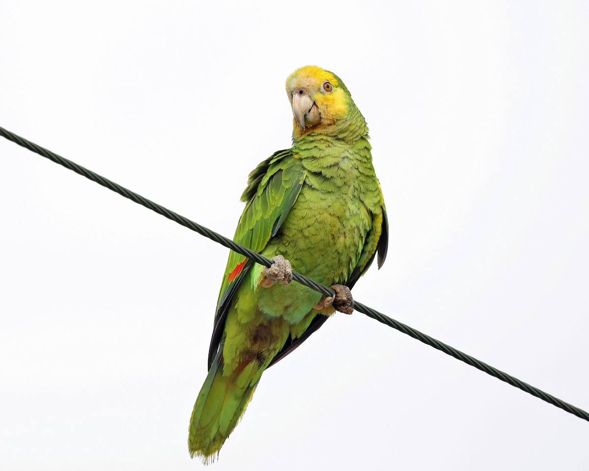 Yellow-shouldered Parrot - Tom Murray