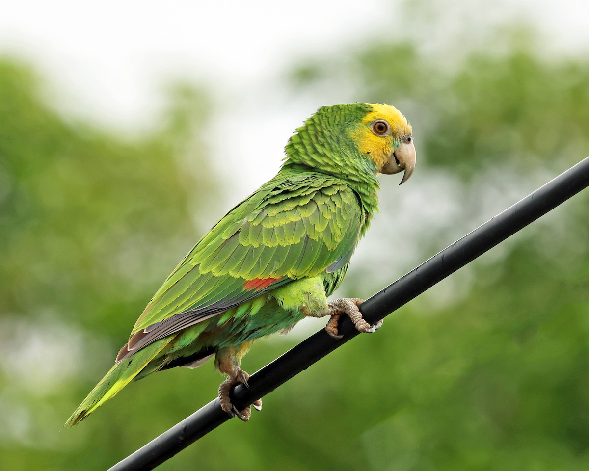 Yellow-shouldered Parrot - Tom Murray