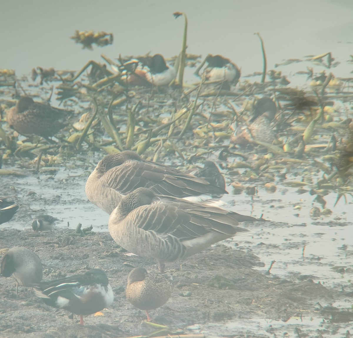 Graylag Goose - Maxim Rodrigues K