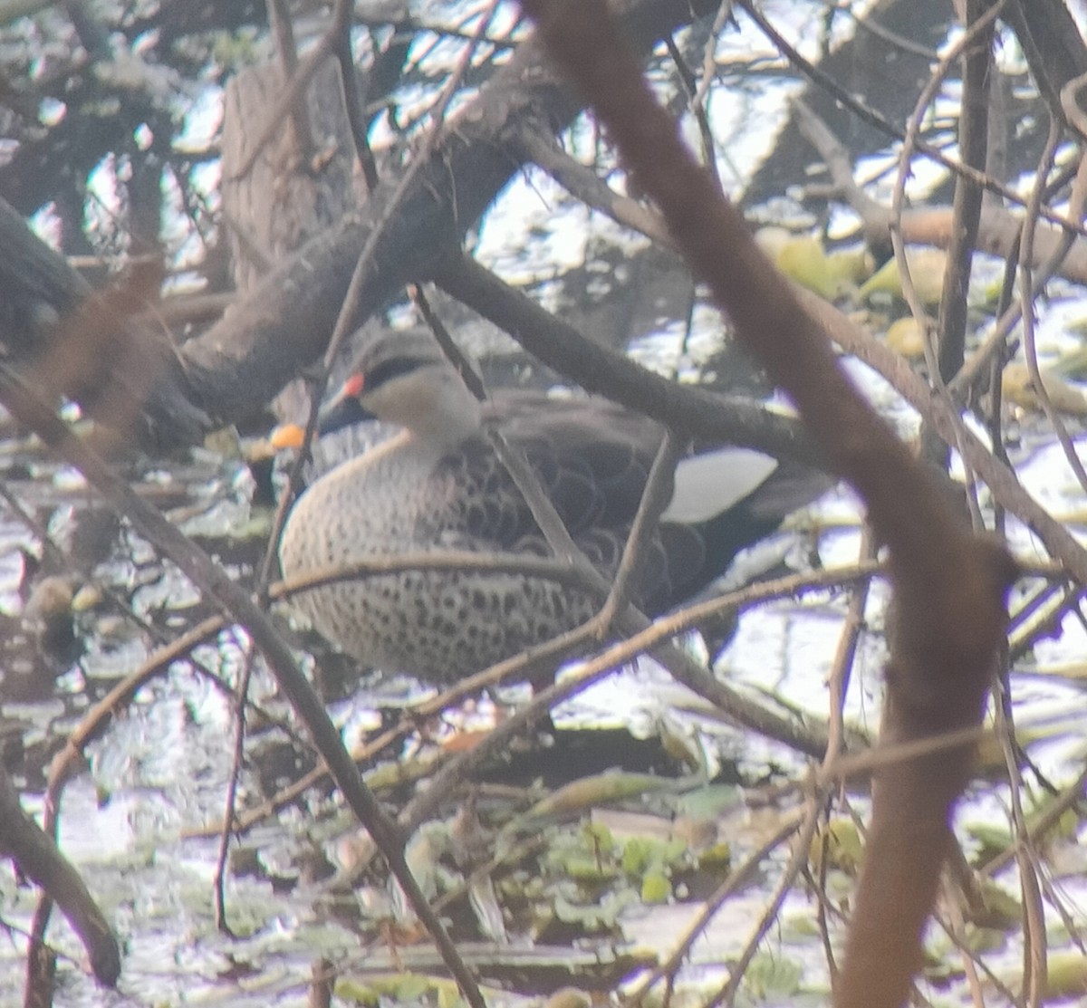 Indian Spot-billed Duck - Maxim Rodrigues K