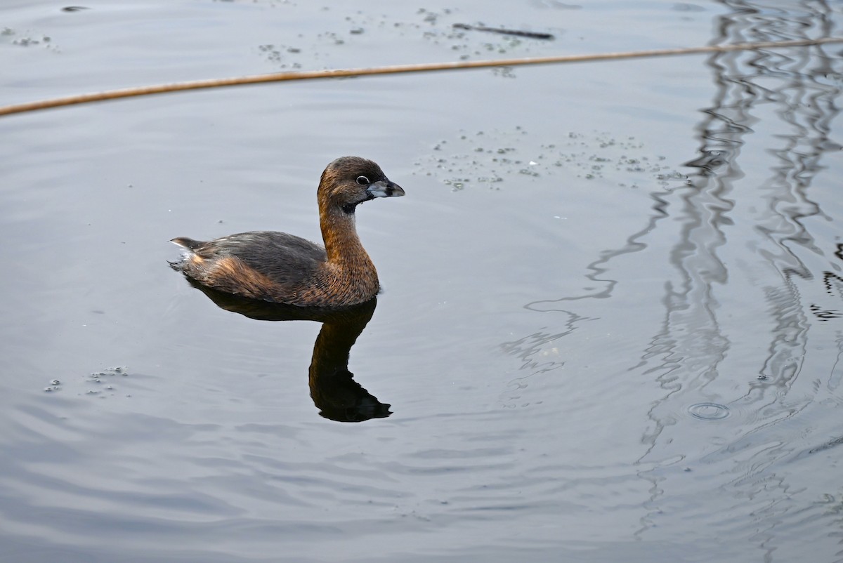 Pied-billed Grebe - ML614017417