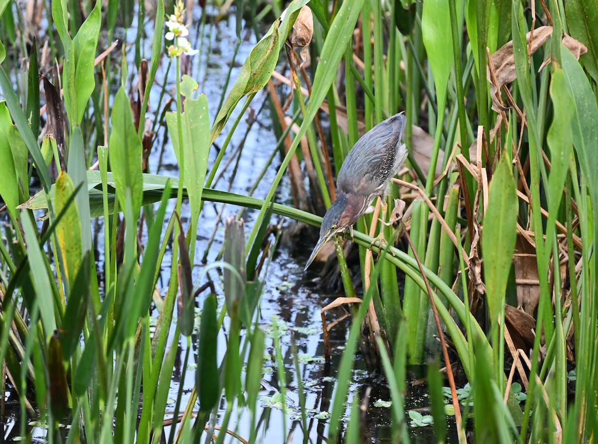 Green Heron - ML614017435