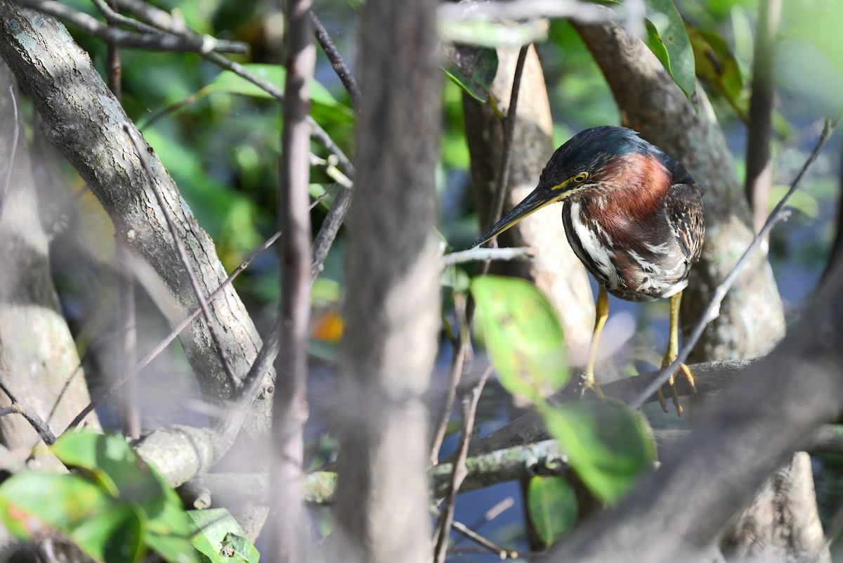 Green Heron - ML614017436