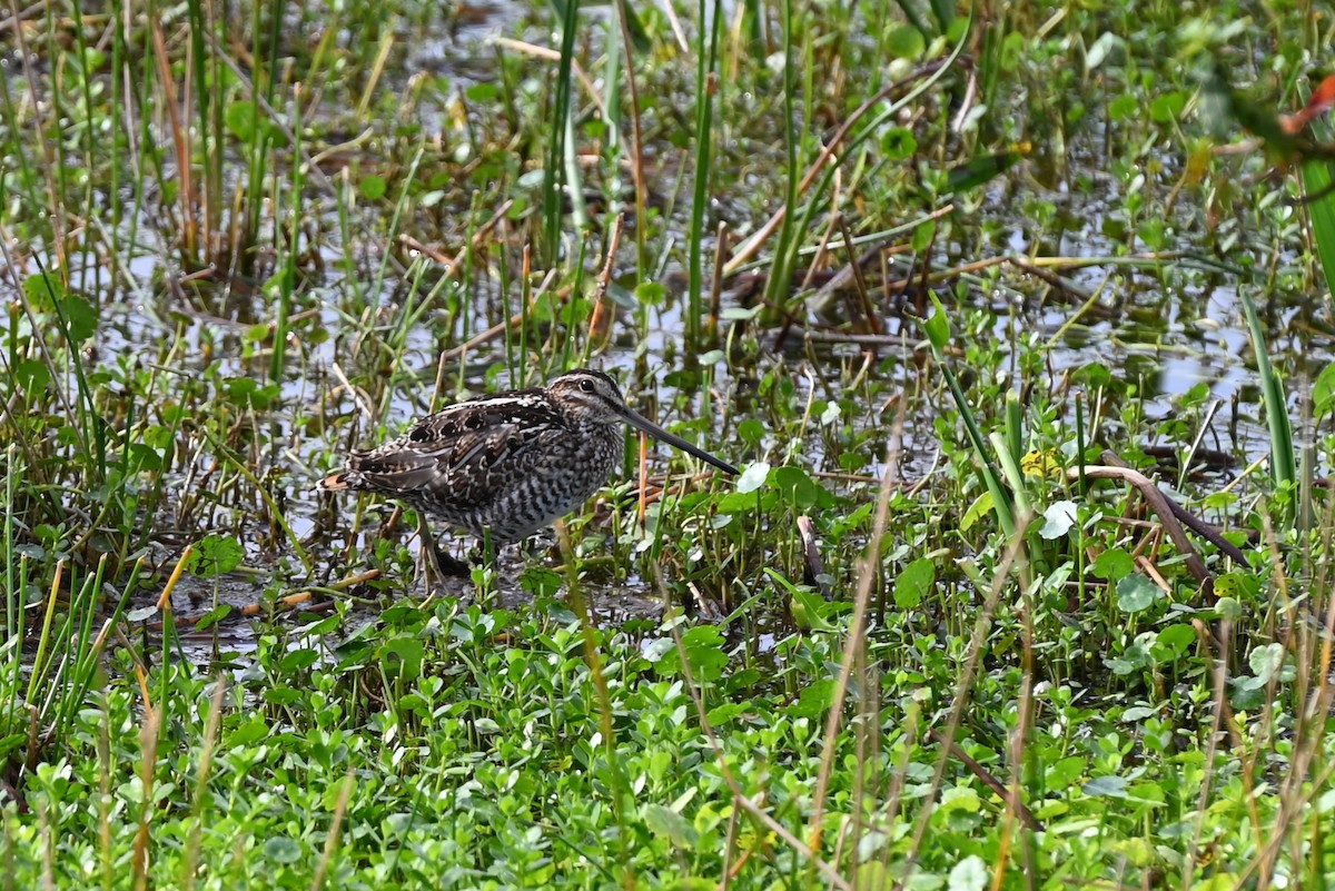 Wilson's Snipe - ML614017454