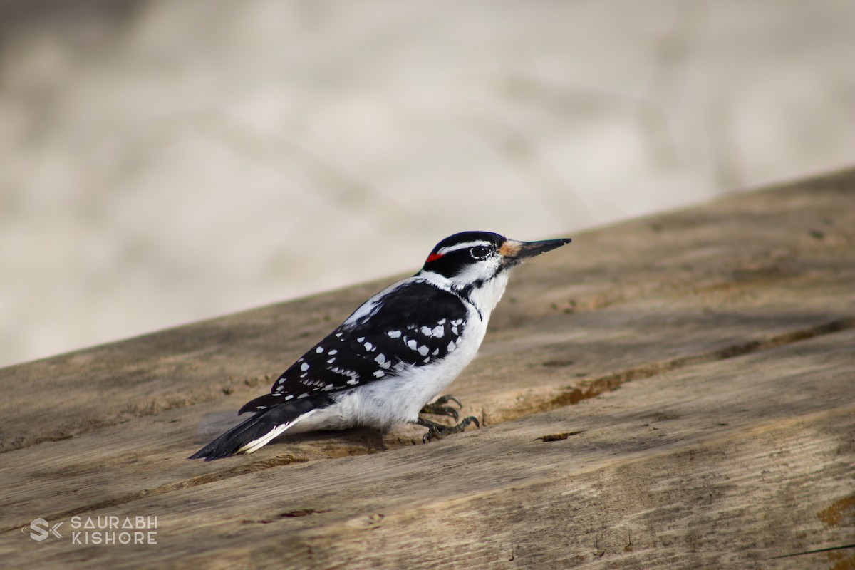 Downy Woodpecker - ML614017574