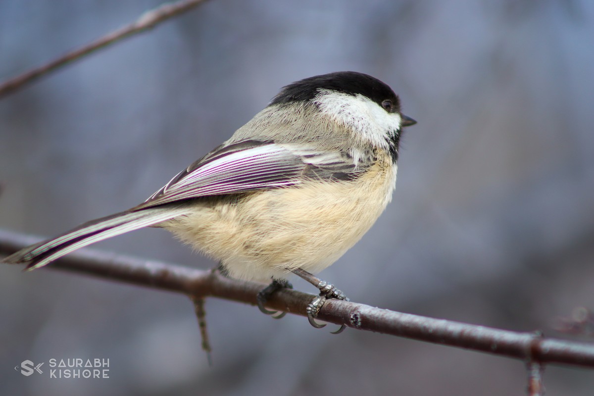 Black-capped Chickadee - ML614017619