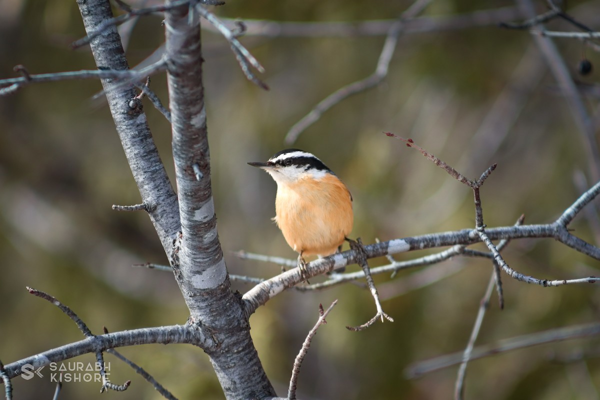 Red-breasted Nuthatch - ML614017627