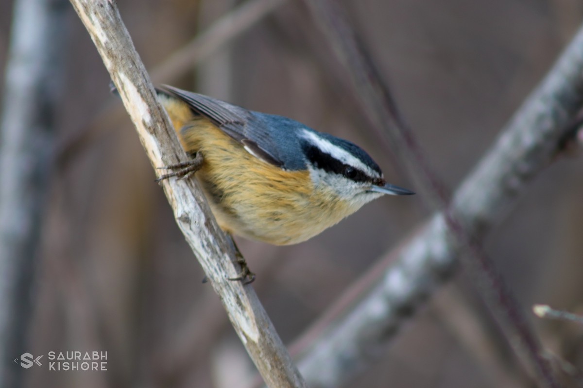 Red-breasted Nuthatch - ML614017628