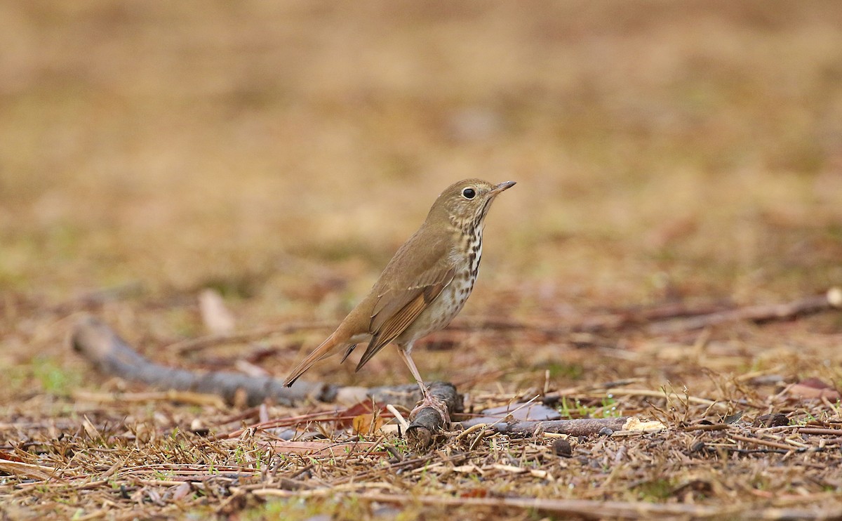 Hermit Thrush - ML614017674