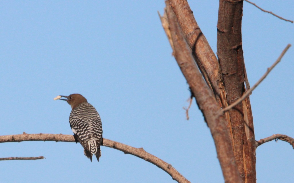 Gila Woodpecker - ML614017689