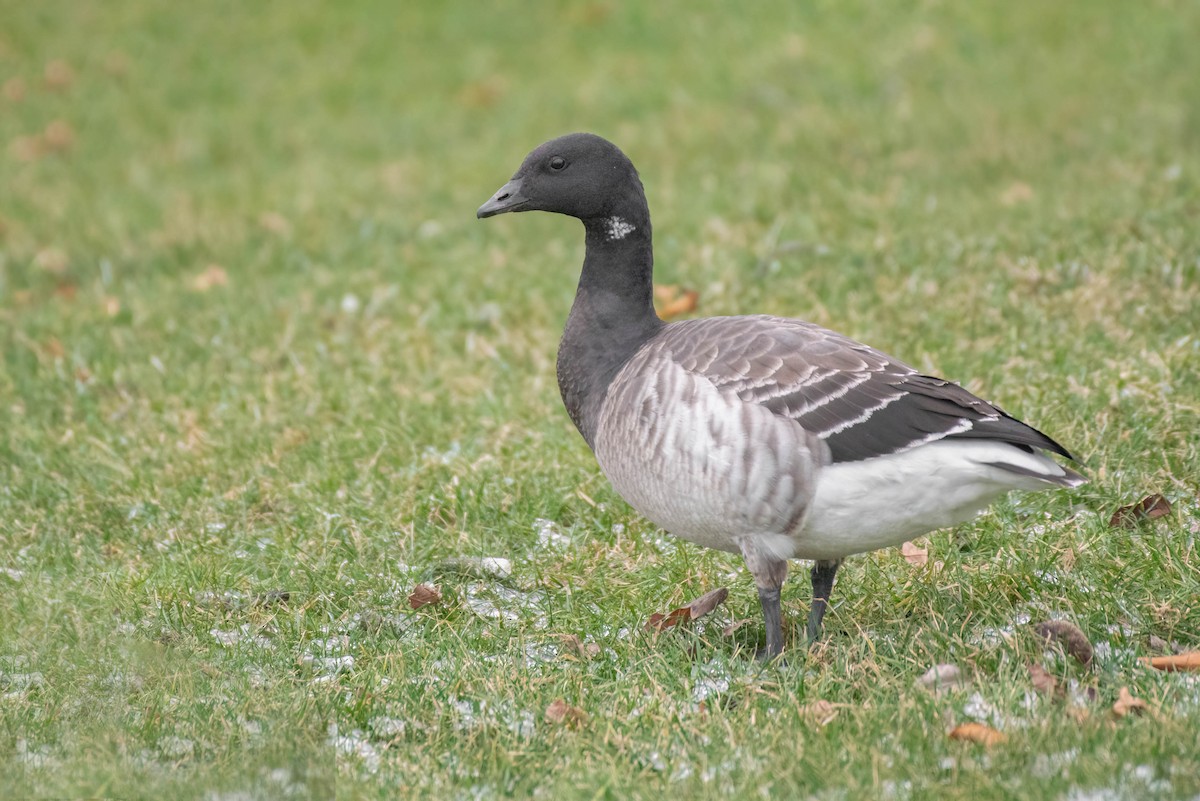 Barnacla Carinegra - ML614017697