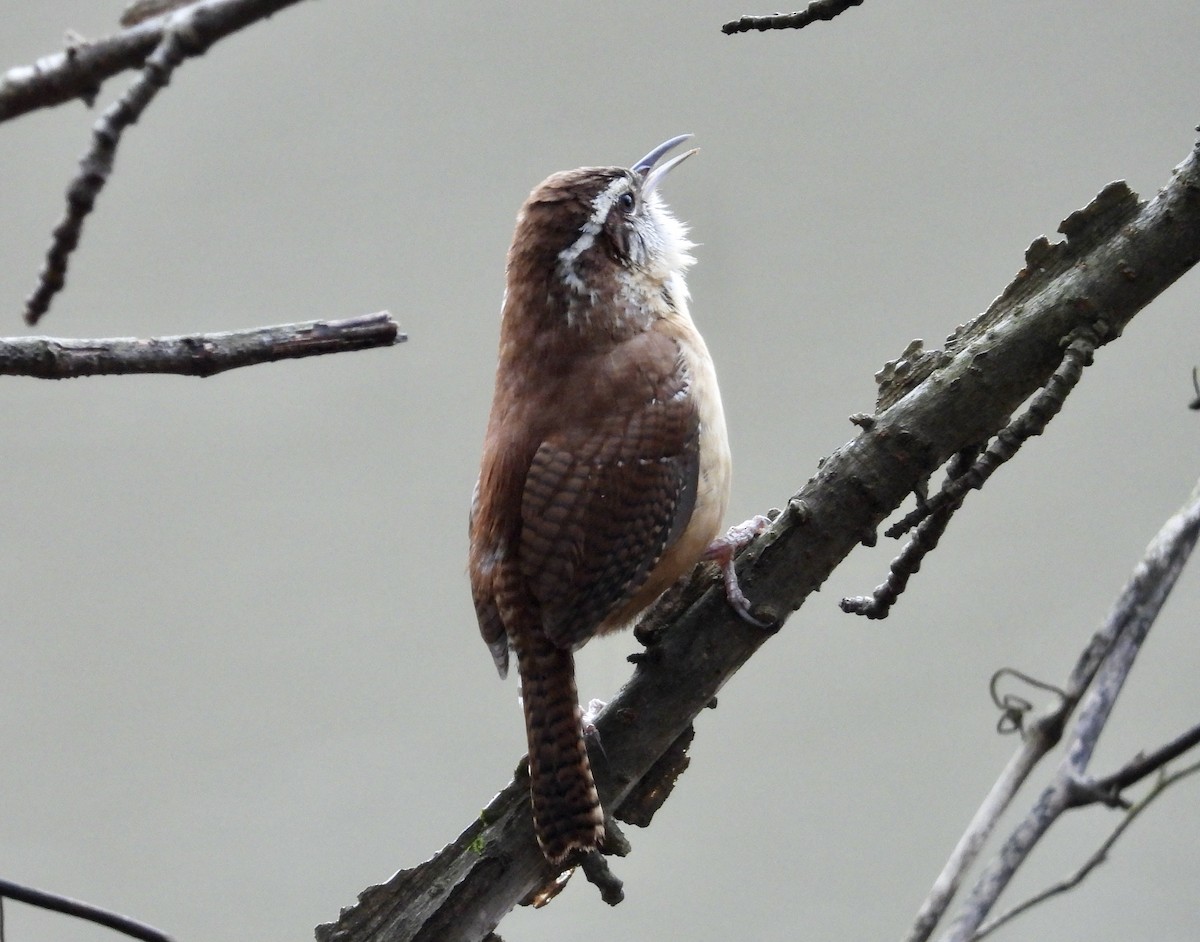 Carolina Wren - ML614017744