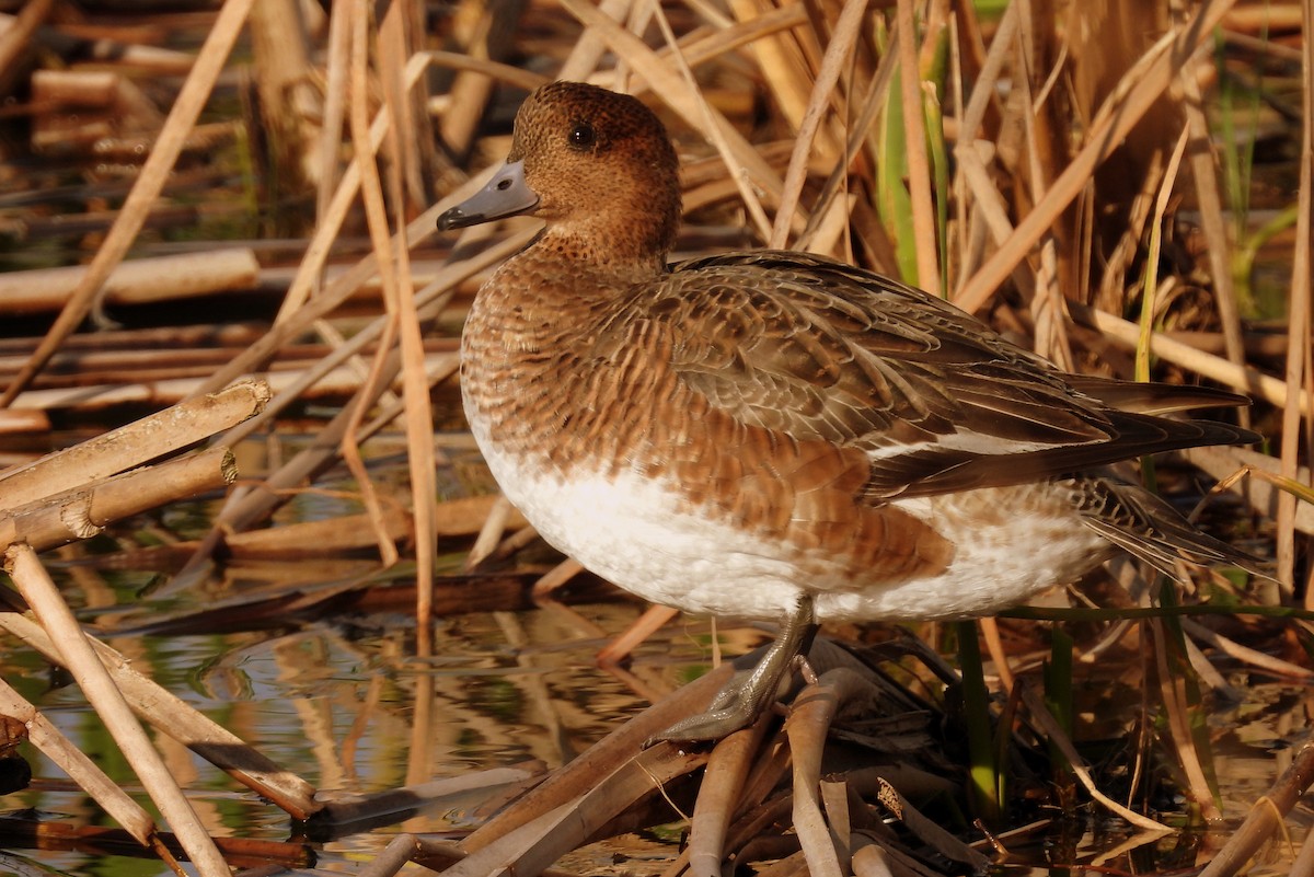 Eurasian Wigeon - ML614017811