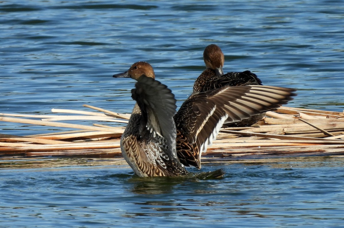 Northern Pintail - Daniel Santos