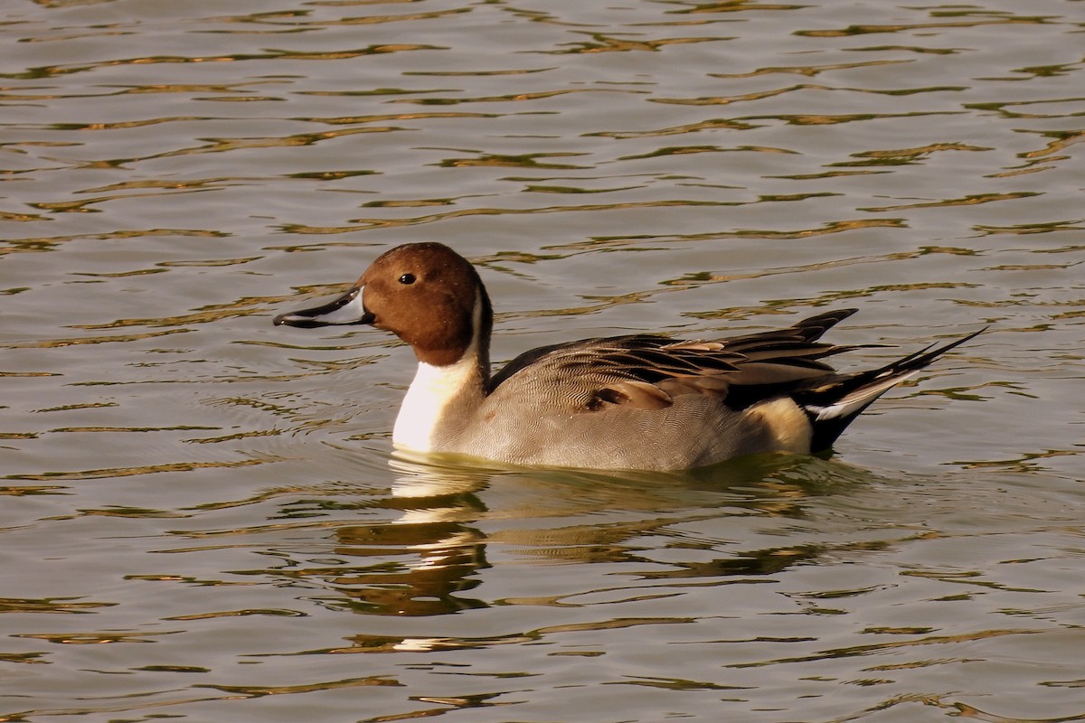 Northern Pintail - Daniel Santos