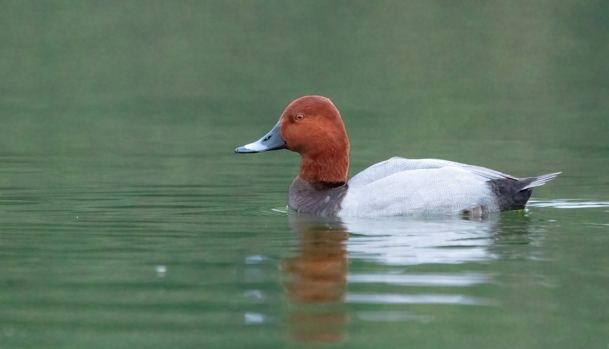 Common Pochard - ML614017847