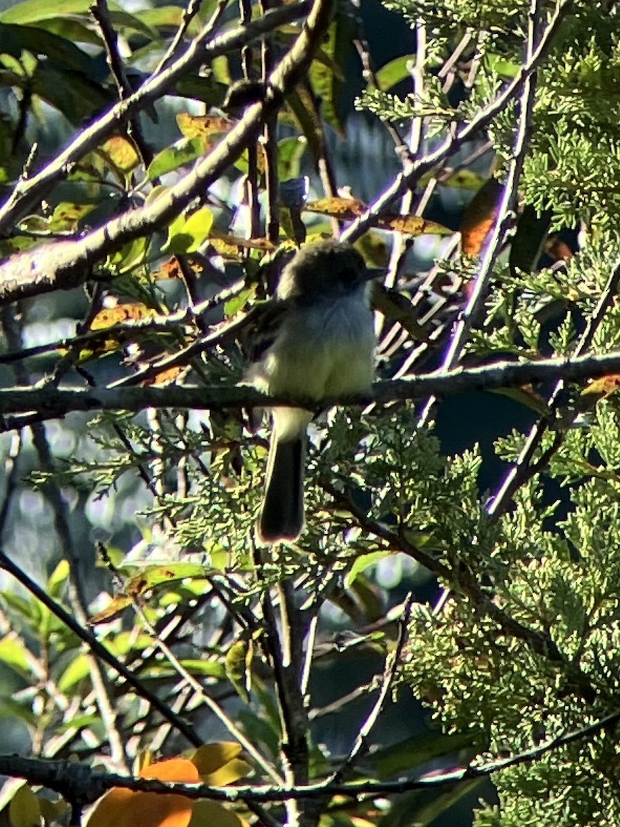 Pale-edged Flycatcher - ML614017860