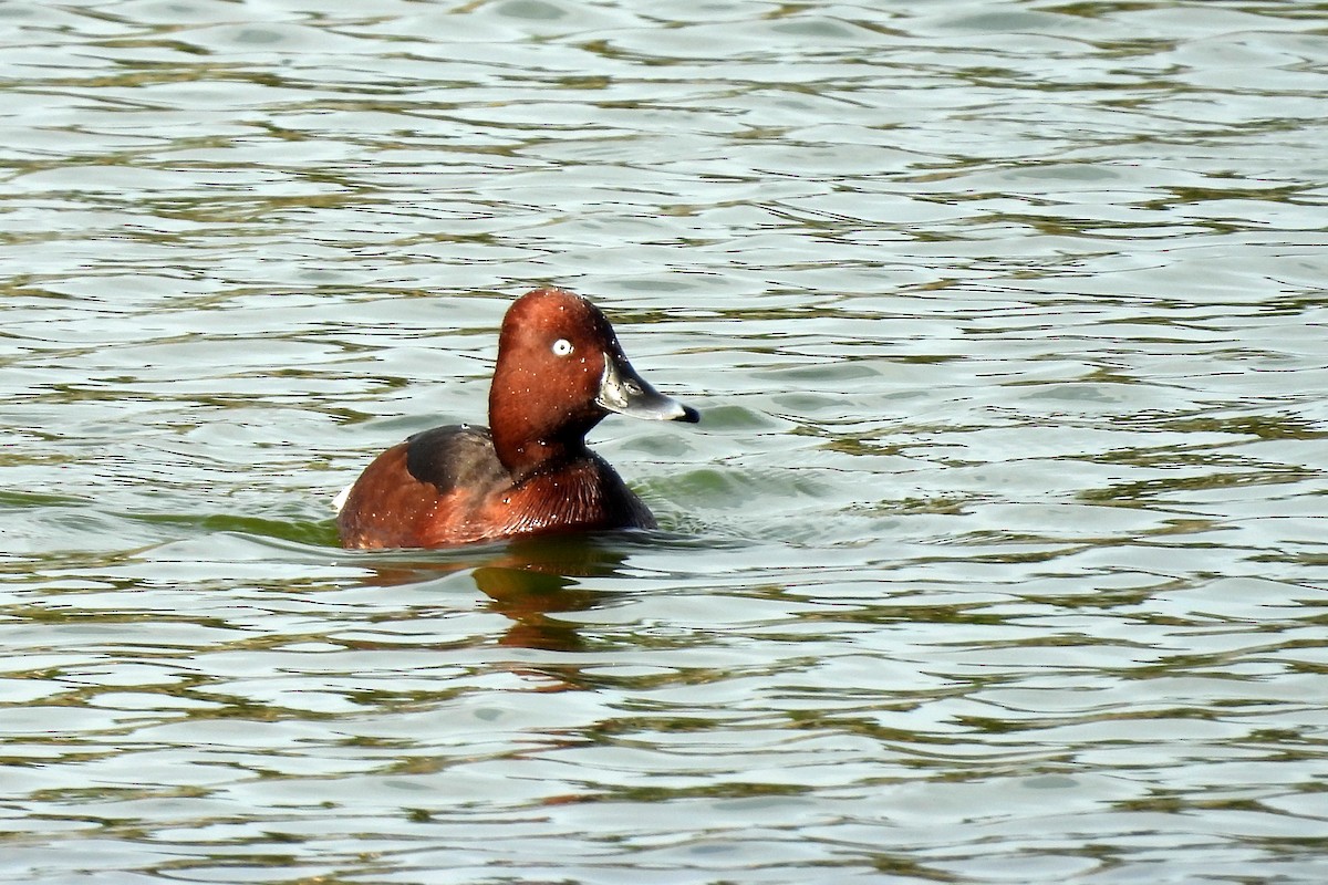 Ferruginous Duck - ML614017867