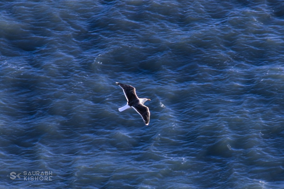 Gavión Atlántico - ML614017909