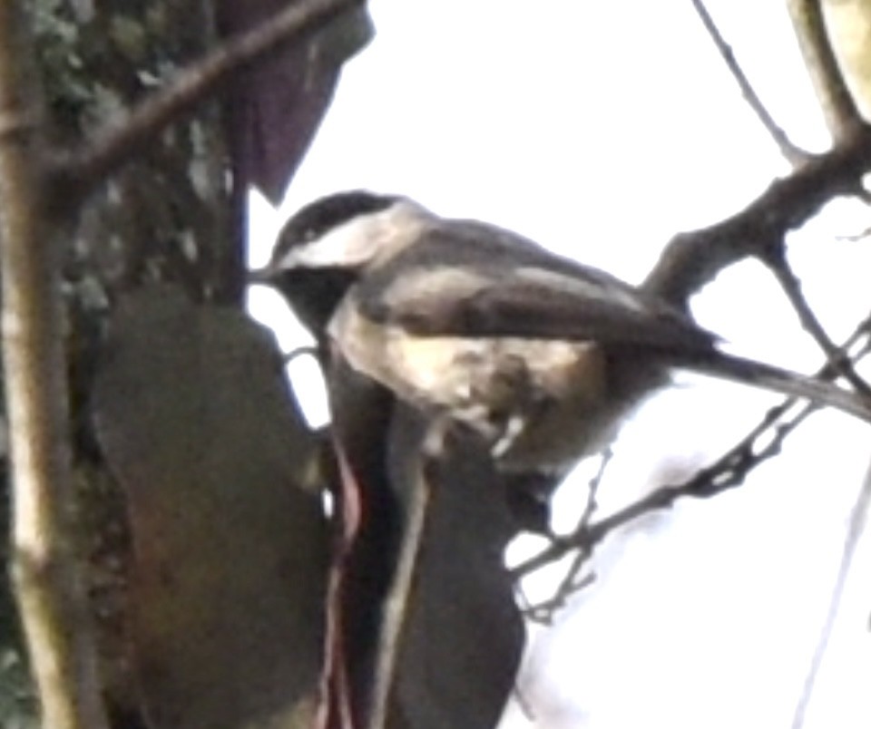 Carolina Chickadee - Theresa Edwards