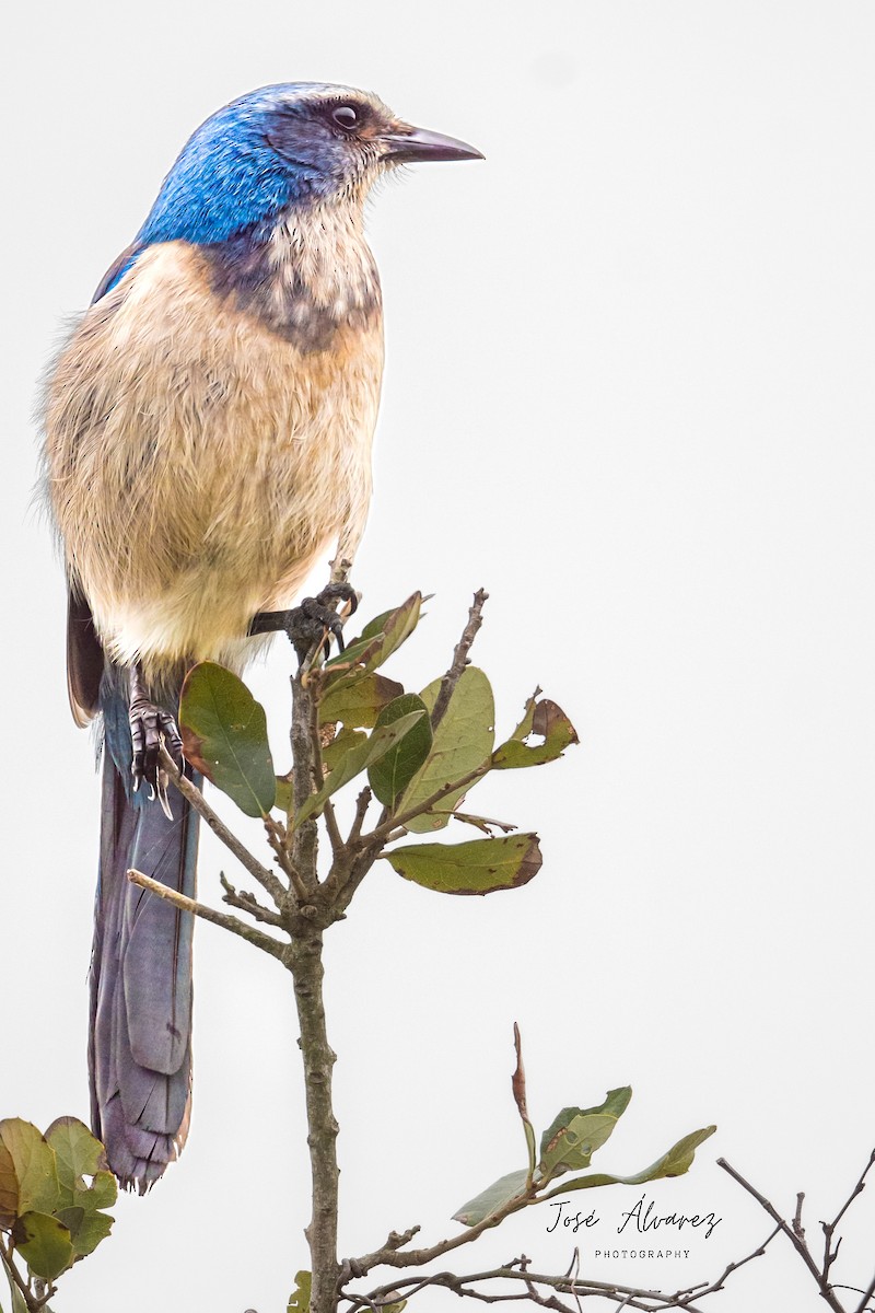 Florida Scrub-Jay - ML614017975