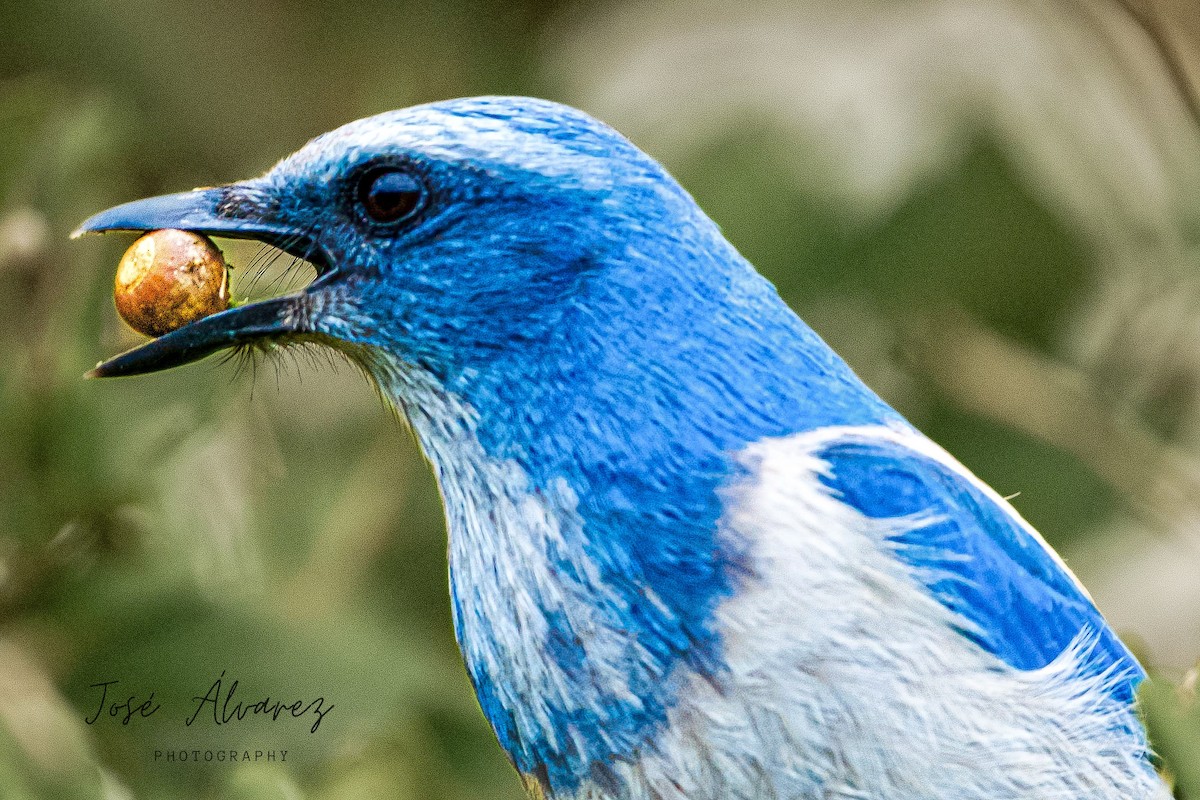 Florida Scrub-Jay - ML614017976