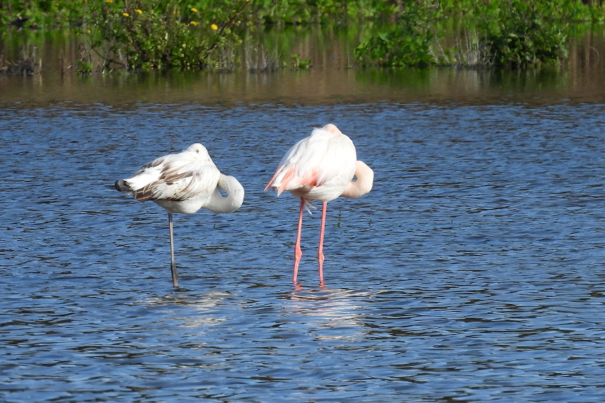 Greater Flamingo - ML614017985