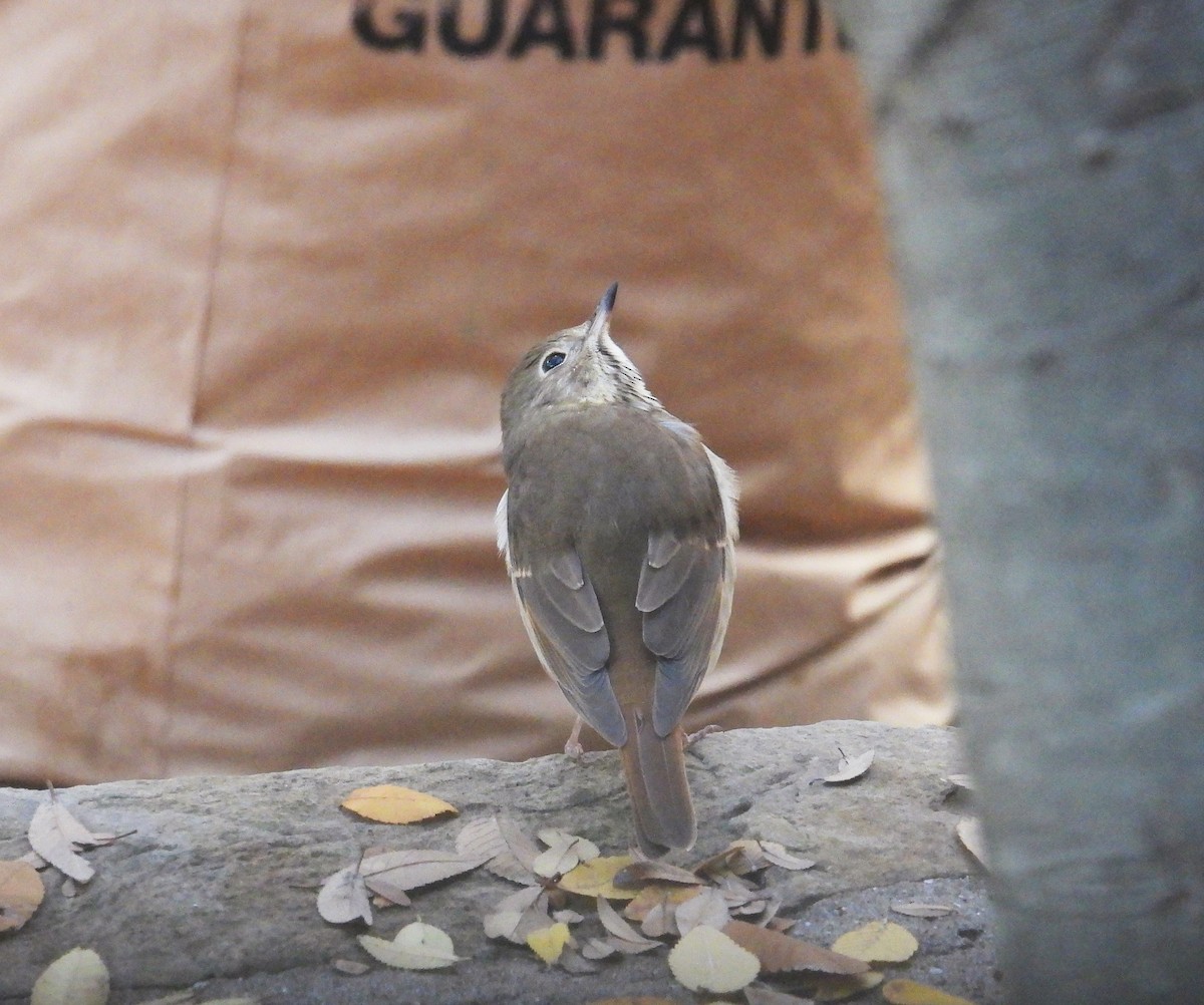 Hermit Thrush - ML614018091