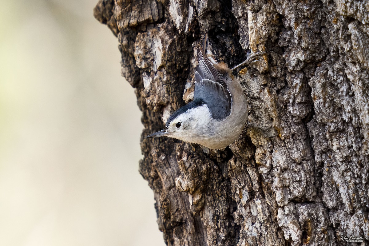 White-breasted Nuthatch - ML614018093