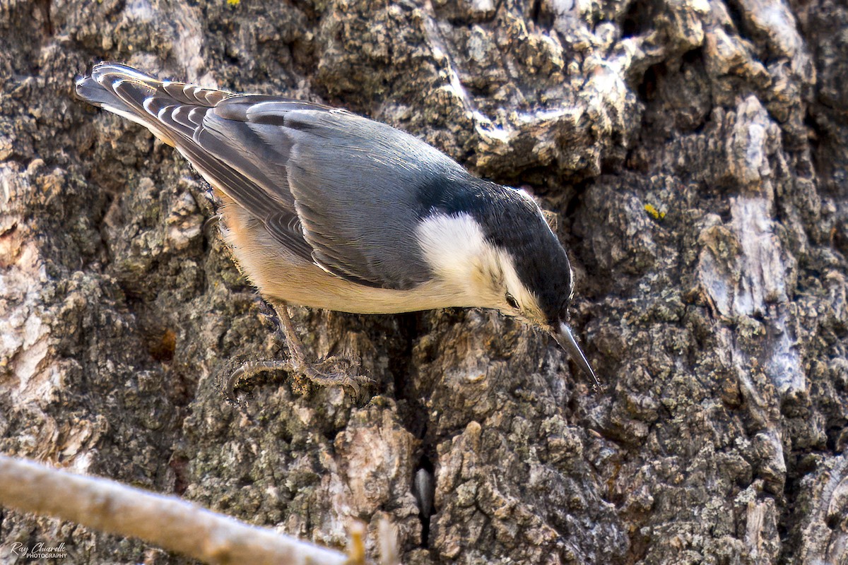 White-breasted Nuthatch - Ray Chiarello