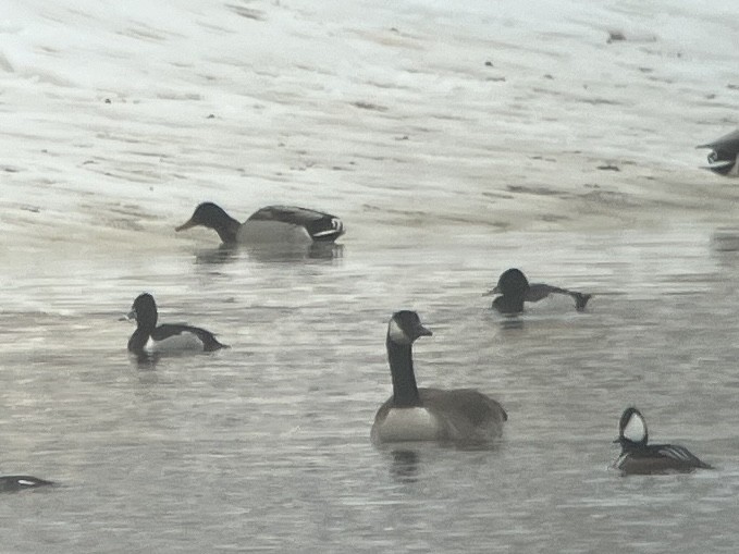 Ring-necked Duck x scaup sp. (hybrid) - Aaron  Brees