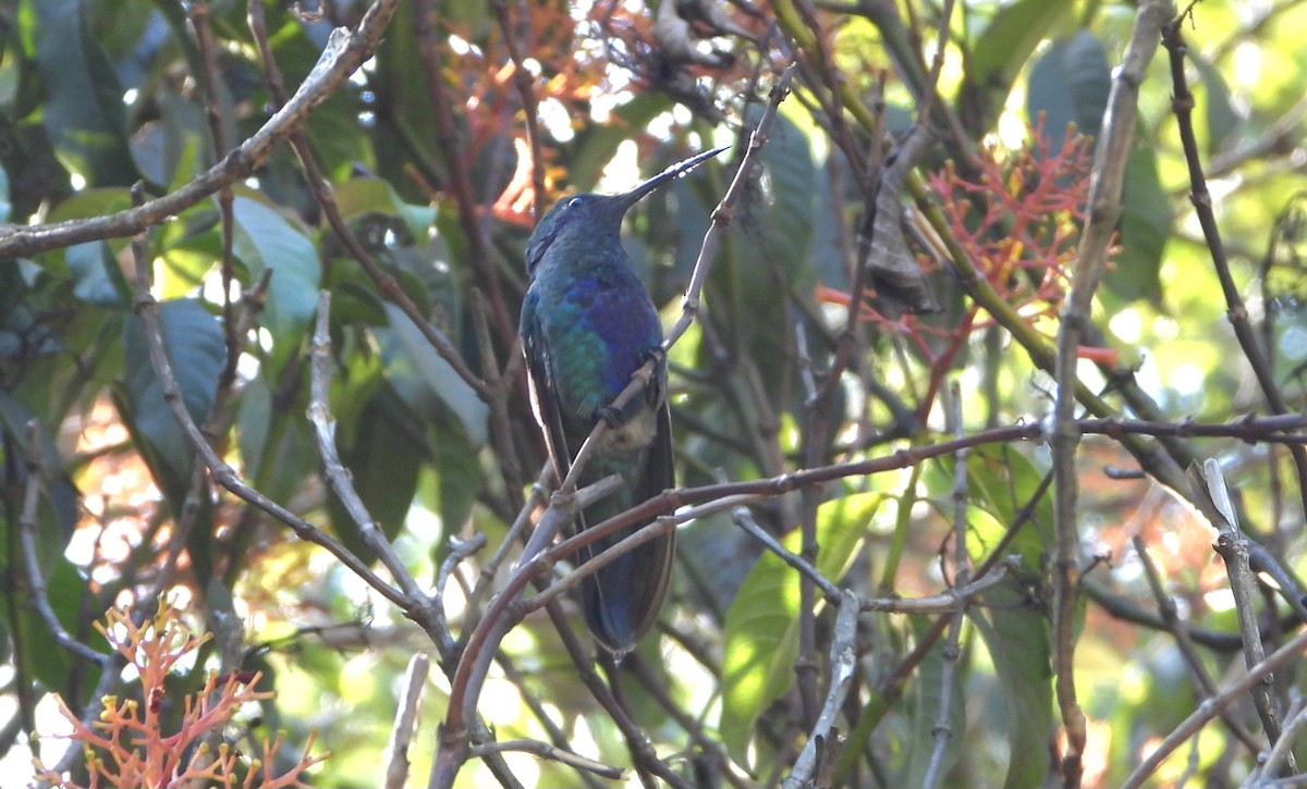 kolibřík modrolící - ML614018125