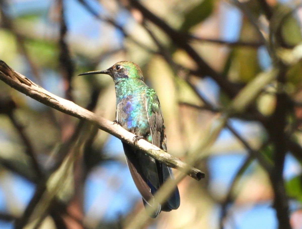 kolibřík modrolící - ML614018126